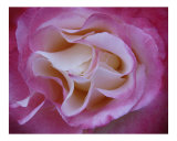 Rose 120