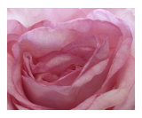 Rose 115