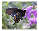 Butterfly 308