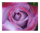 Rose 113