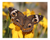 Butterfly 302