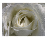 Rose 121