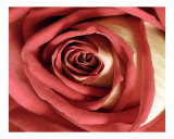 Rose 114