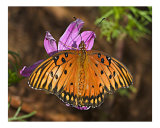 Butterfly 311