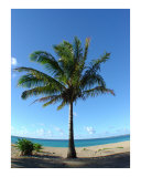 Coconut Palm Tree Anini Beach Kauai Hawaii