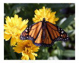 Butterfly 319