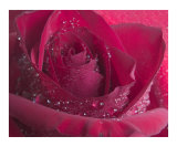 Rose 125