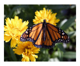 Butterfly 319