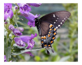 Butterfly 322