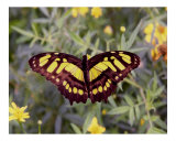 Butterfly 316