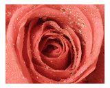 Rose 111