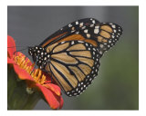 Butterfly 301
