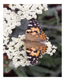 Butterfly 323