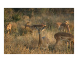 Impalas