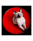 Red Bowl  Black & White Kitten