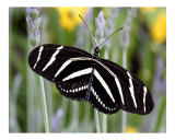 Butterfly 320