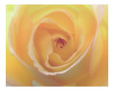 Rose 109