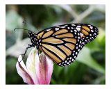 Butterfly 321