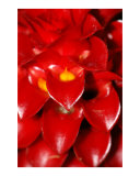 Red Peddles