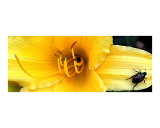Beatle on Yellow Flower