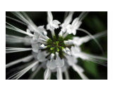 White Center