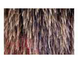 Fireworks - Red  White and Blue