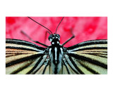 Butterfly in Pink