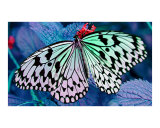 Butterfly in Blue