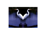 Love Birds