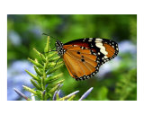 Californian Monarch
