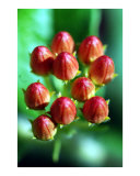 Budding Flowers