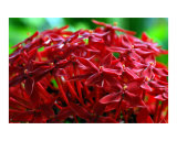 Hawaiian Red Bouquet