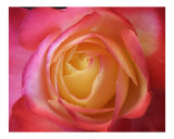 Rose 129