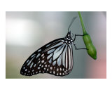 Swinging Butterfly