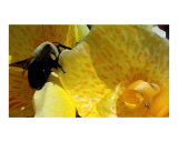 Bumble Bee at Work