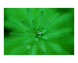 Dew on Fern