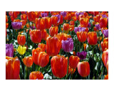 Tulip Garden