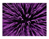Violet Fire Works