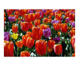 Tulip Garden