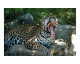 Leapard Yawning