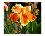 Hawaiian Orchid