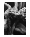 Gargoyle 12