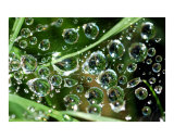 Dew on Web