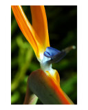 Tropical Flower