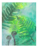 Fiddleheads Begin to Play