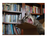 Yawn