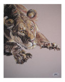 Hunting lioness