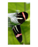 Black Butterflys in Love