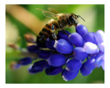 Violet Bumble Bee