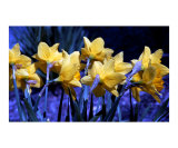 Daffodil Blues